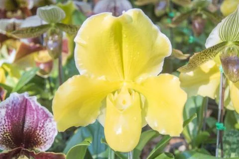Orquídea Stock Photos