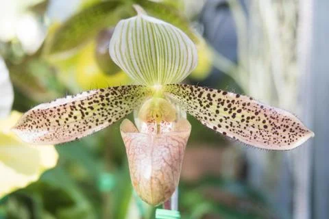 Orquídea Stock Photos