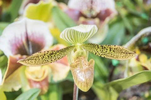 Orquídea 写真素材