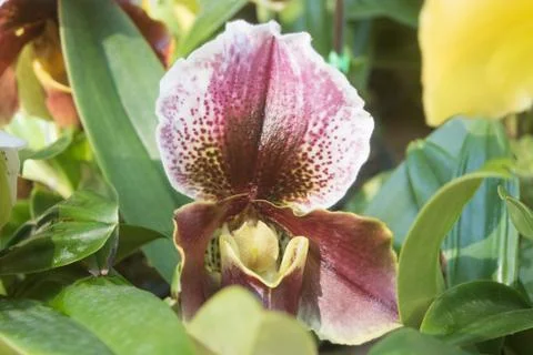 Orquídea Stock Photos