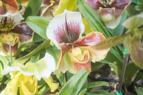 Orquídea Stock Photos
