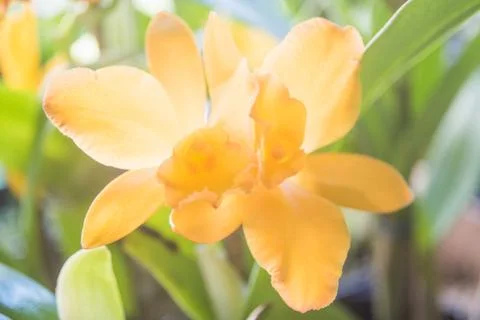 Orquídea Stock Photos
