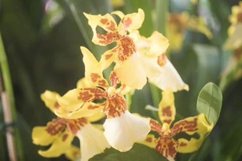 Orquídea Stock Photos
