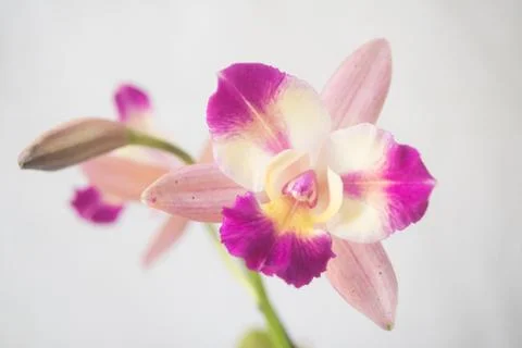 Orquídea Stock Photos