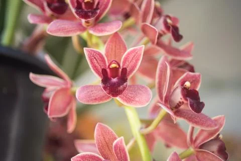 Orquídea Stock Photos