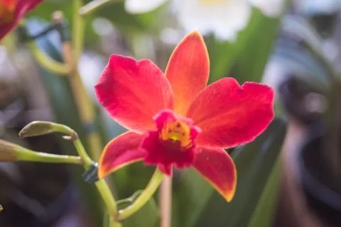 Orquídea Stock Photos