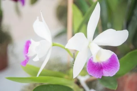 Orquídea Stock Photos