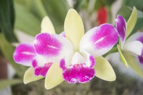 Orquídea Stock Photos