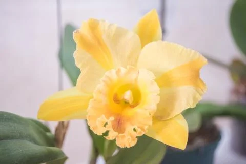 Orquídea Stock Photos