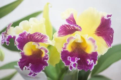 Orquídea Stock Photos