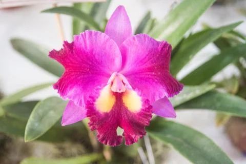 Orquídea 写真素材