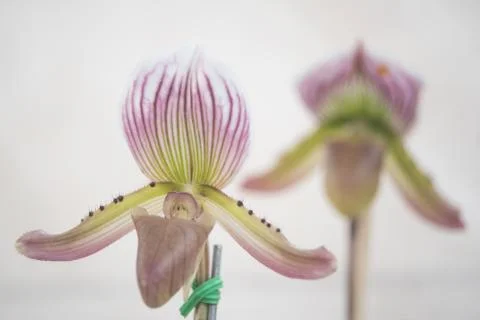 Orquídea Stock Photos