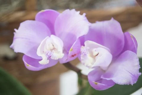 Orquídea 写真素材