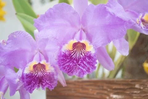 Orquídea Stock Photos