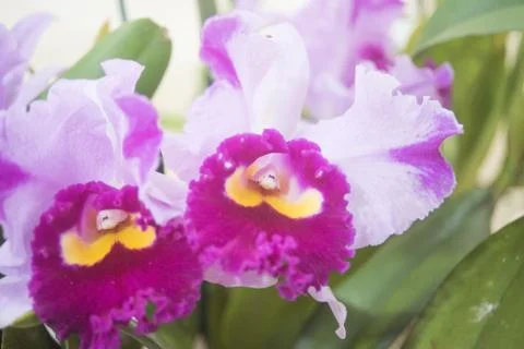 Orquídea Stock Photos