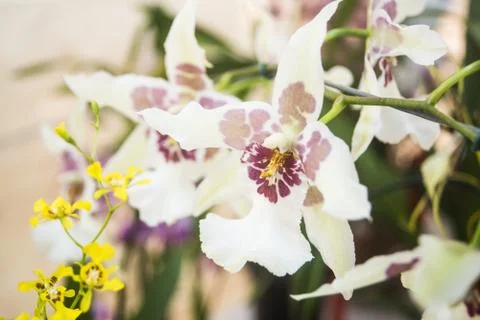 Orquídea Stock Photos
