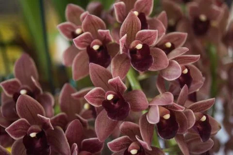 Orquídea Stock Photos