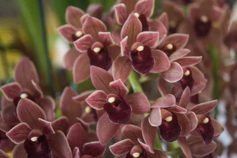 Orquídea Stock Photos