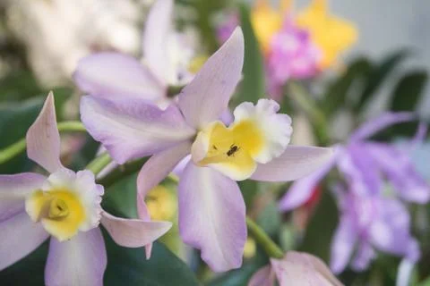 Orquídea Stock Photos