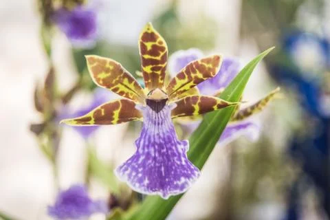 Orquídea Stock Photos
