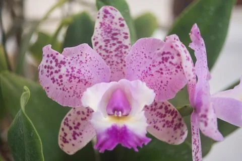 Orquídea Stock Photos