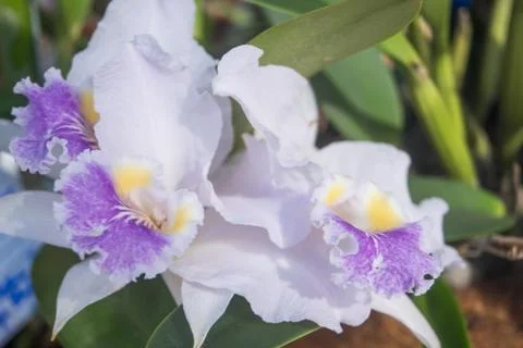 Orquídea Stock Photos