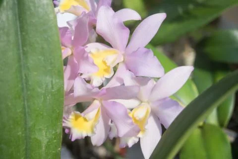 Orquídea Stock Photos