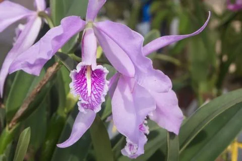 Orquídea Stock Photos
