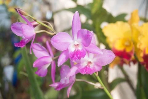 Orquídea 写真素材