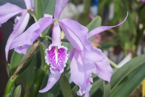 Orquídea Stock Photos