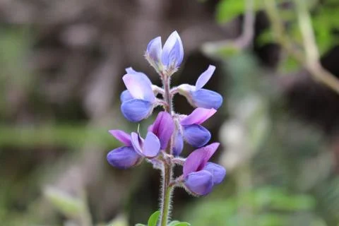 Orquídea Foto stock