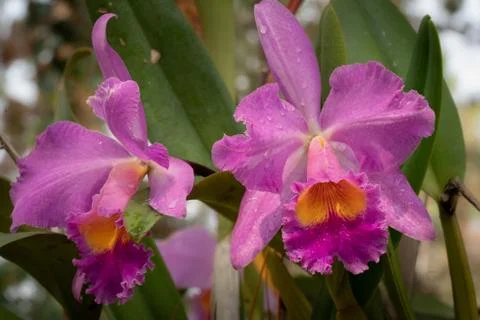 Orquideas de cultivo organico en un jardin hogareo Stock Photos