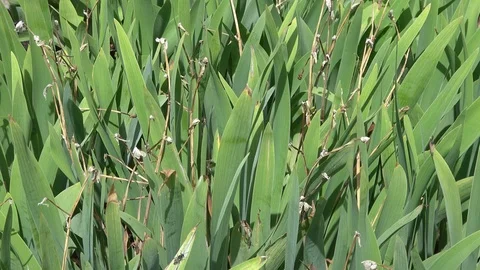 Orrice Root leaves also called Iris Florentina Stock-Footage 113664567