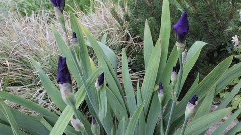 Orris Root 動画素材 99822071