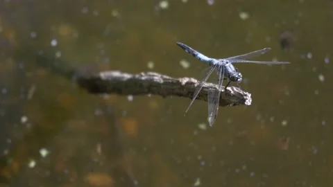 Orthetrum cancellatum Video stock 201673907