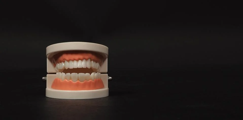 Orthodontic model of teeth isolated on black background.no people Stock Photos