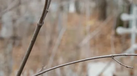 Orthodox (Russian) Cemetery Stock Footage
