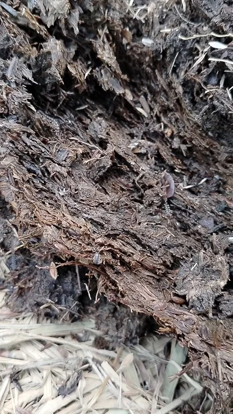 Orthomorpha coarctata on decaying rice straw, illustrating the natural decomposi Video stock 340116968