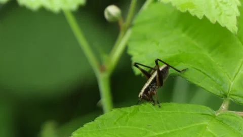 Orthoptera, brown cricket crawling down a leaf and out of frame. Stock Footage 155783857