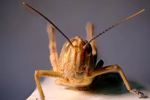 Orthopteran close-up: Focus stacking captures the head, eyes, and antennae .. Foto stock