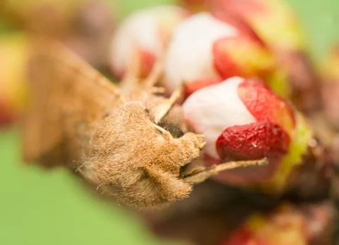Orthosia cerasi Foto stock