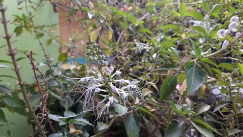 Orthosiphon aristatus flowers or java tea is tradicional medicine from indonesia Stock Footage 247399882