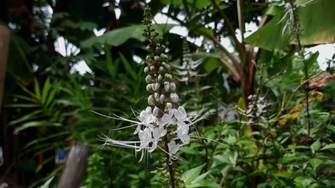 Orthosiphon aristatus Video stock 146106946