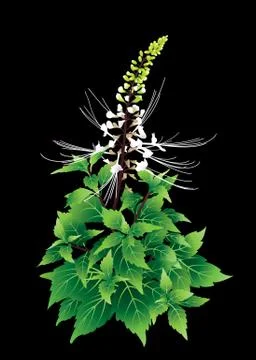 Orthosiphon aristatus vector Stock Illustration