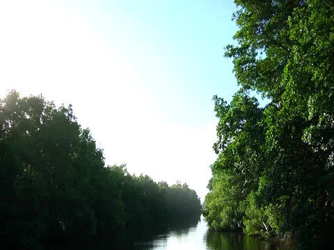 Ortoire River Tilt down Video stock 25948207