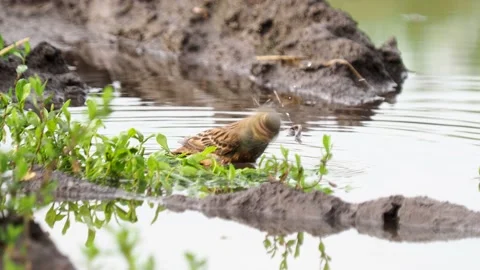 The ortolan bunting bird taking a bath, Emberiza hortulana Stock Footage 155325568