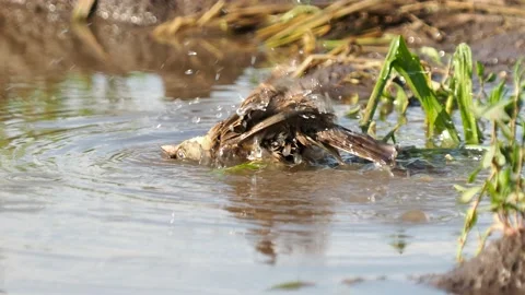 The ortolan bunting bird taking a bath, Emberiza hortulana Video stock 155539128