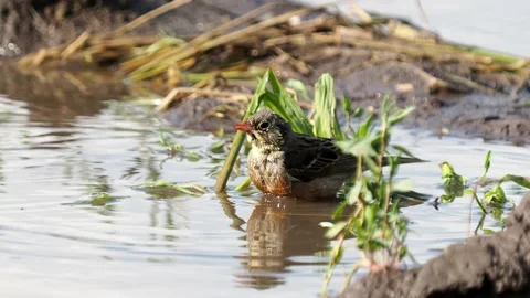 The ortolan bunting bird taking a bath, Emberiza hortulana Video stock 155735546