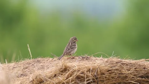 Ortolan bunting sits on a haystack on a summer day Stock Footage 306392876