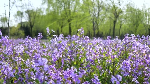Orychophragmus violaceus 库存影片 343514434